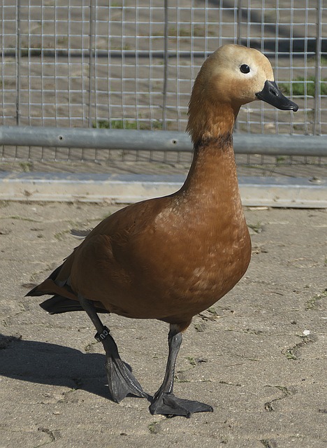 一环